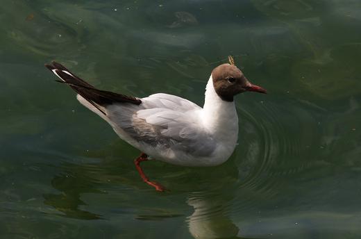 Sul lago a Lucerna...